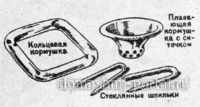 Рыбки и растения. Старт