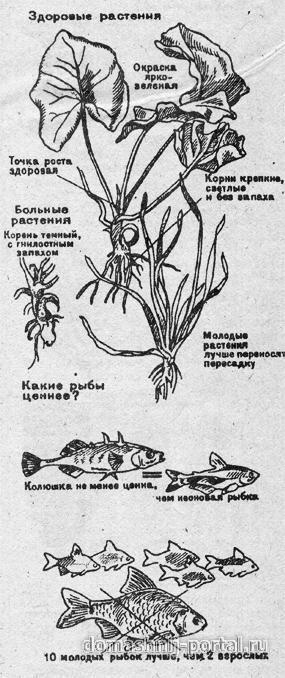 Рыбки и растения. Старт