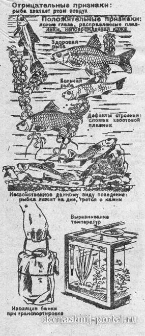 Рыбки и растения. Старт
