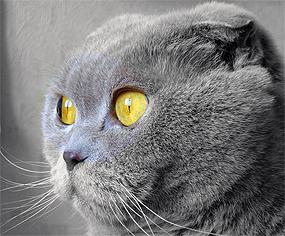Шотландская кошка